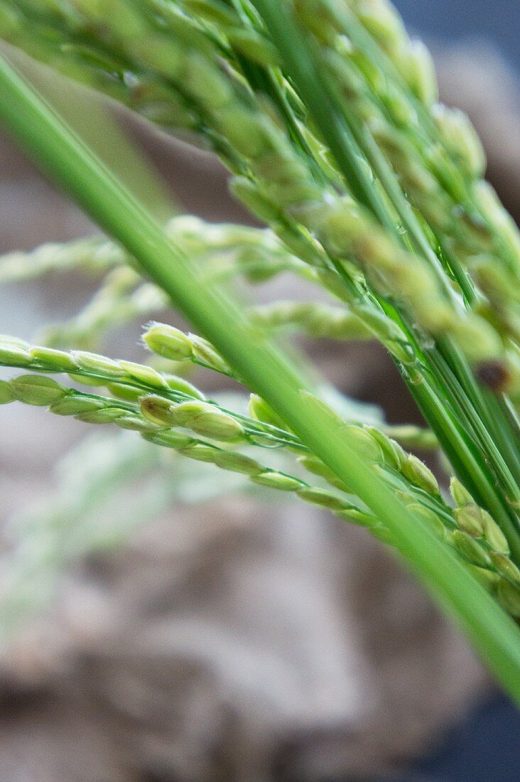 Reisähren (Close Up)