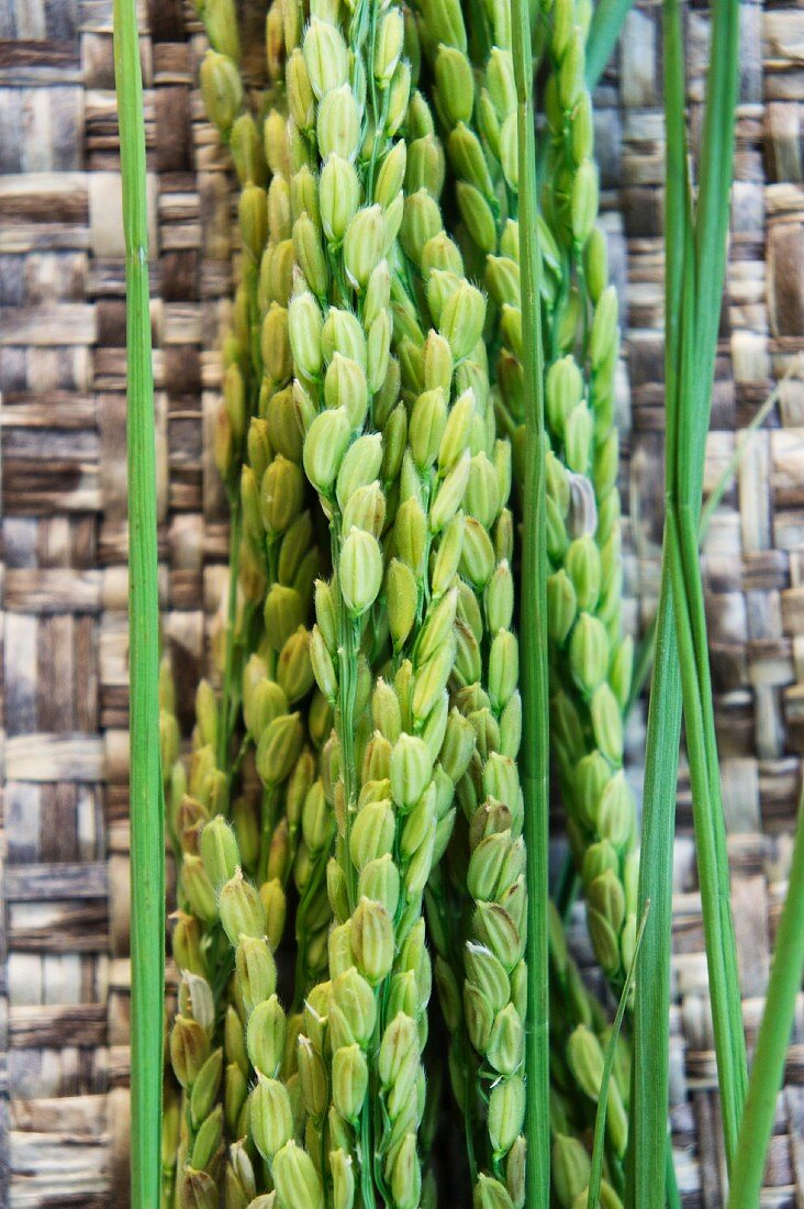 Ears of rice on basketwork