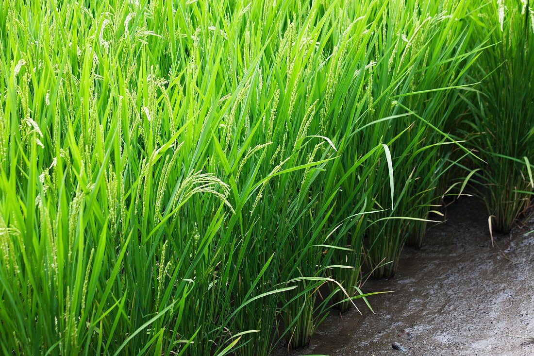 A field of rice (section)