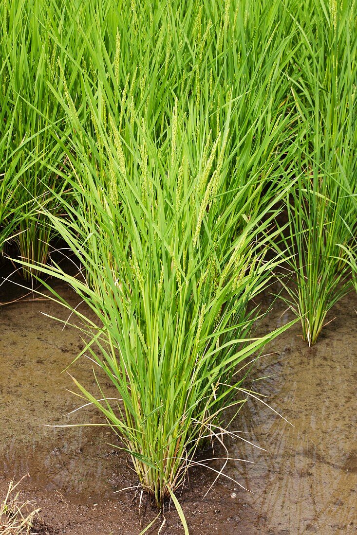 A field of rice (close-up)