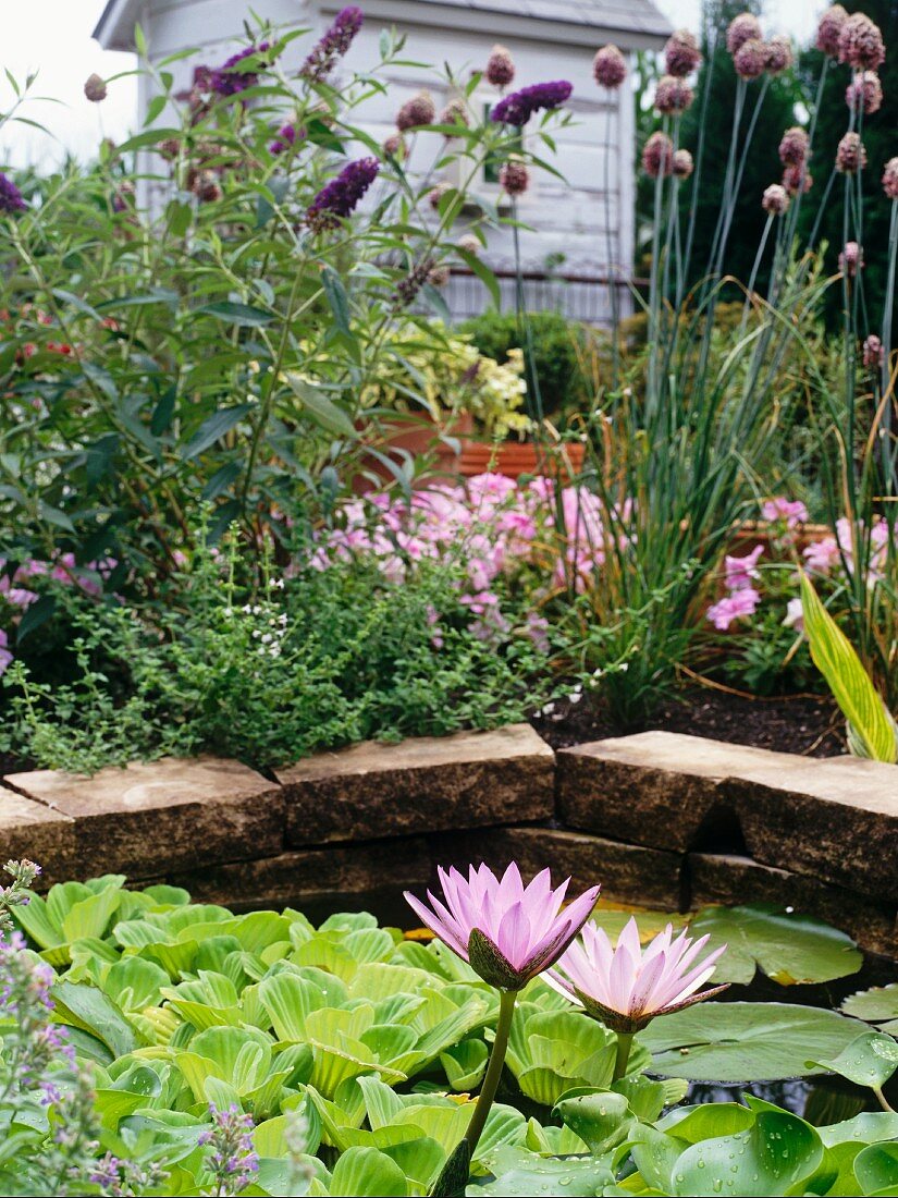 Water lillies in water garden