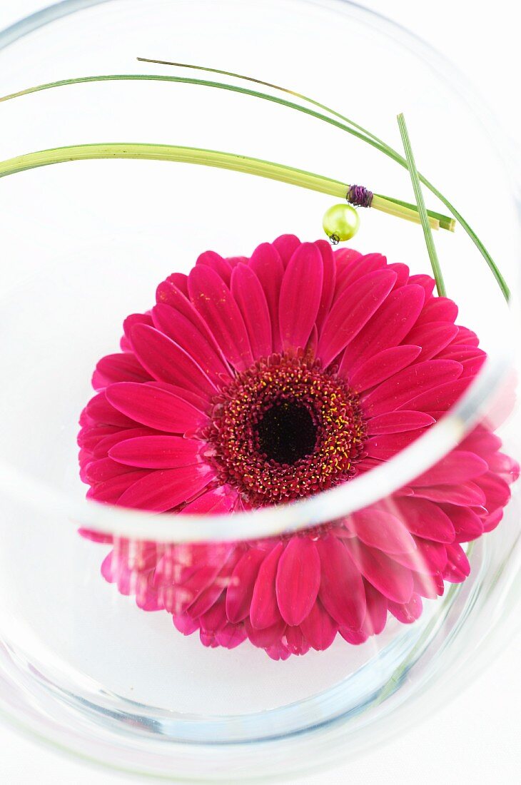 Pink gerbera daisy flower in glass