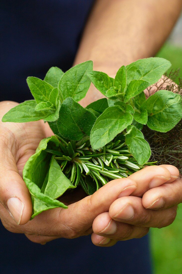 A man's hands holding fresh herbs