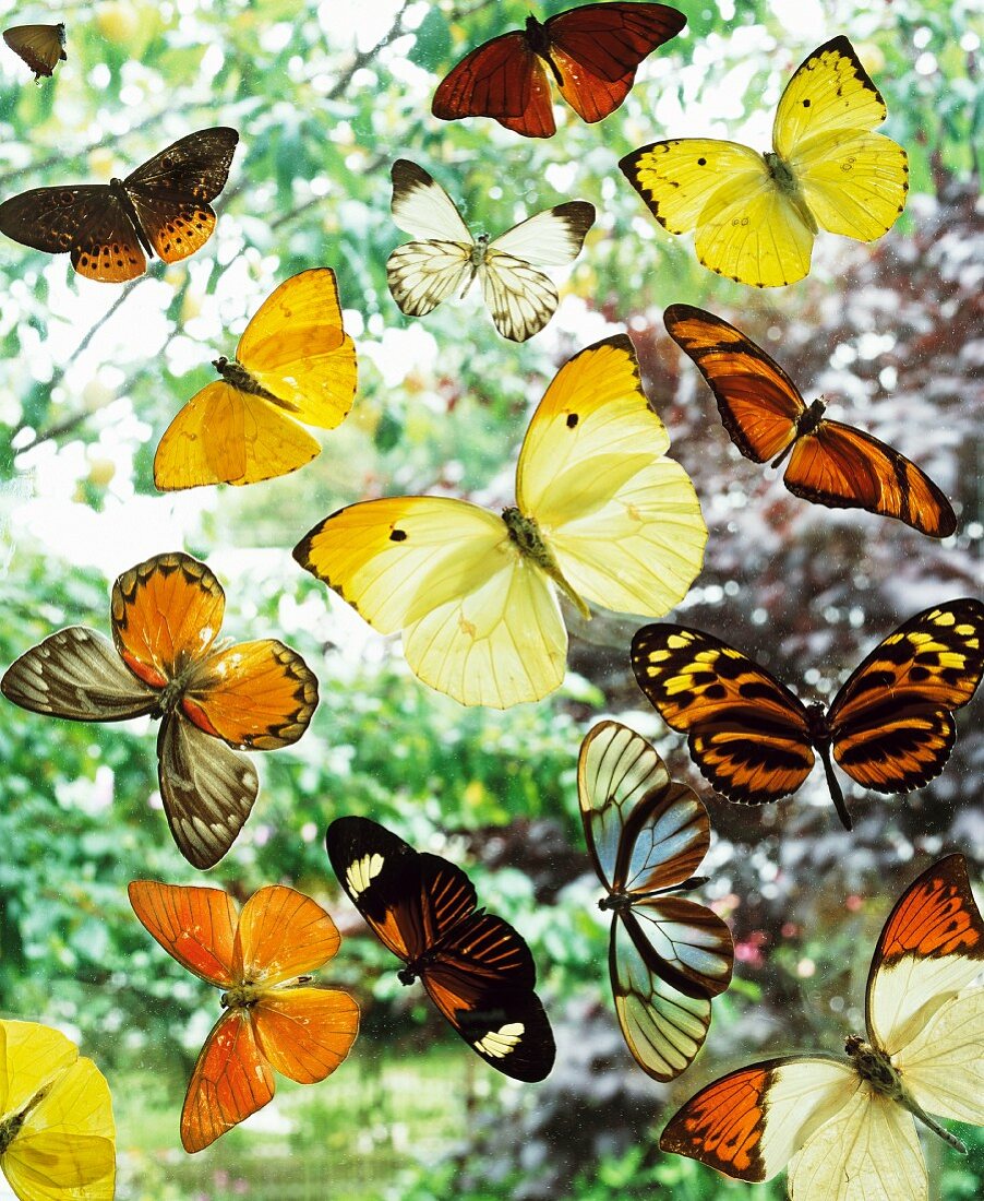 Various butterflies