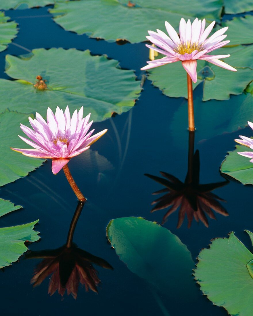 Water lillies in water garden