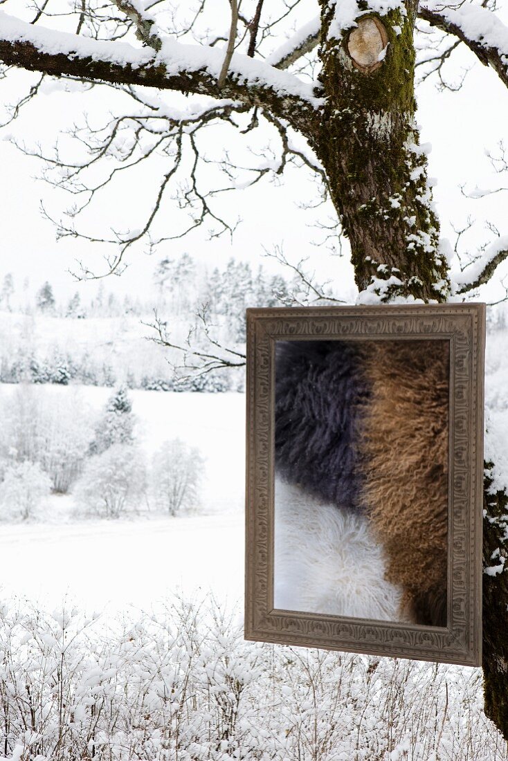 Picture frame containing pieces of fur on snowy tree trunk