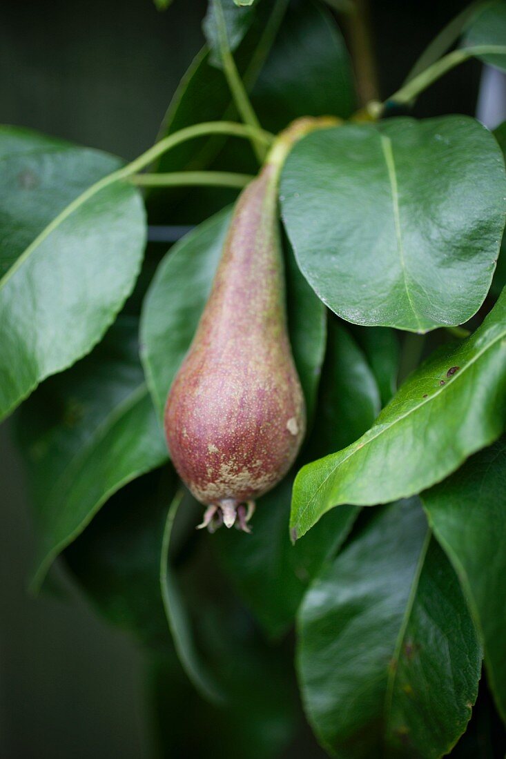 Conference pears on the tree