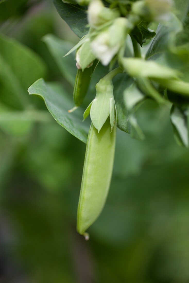 A sugar snap pea pod on the plant (close-up)