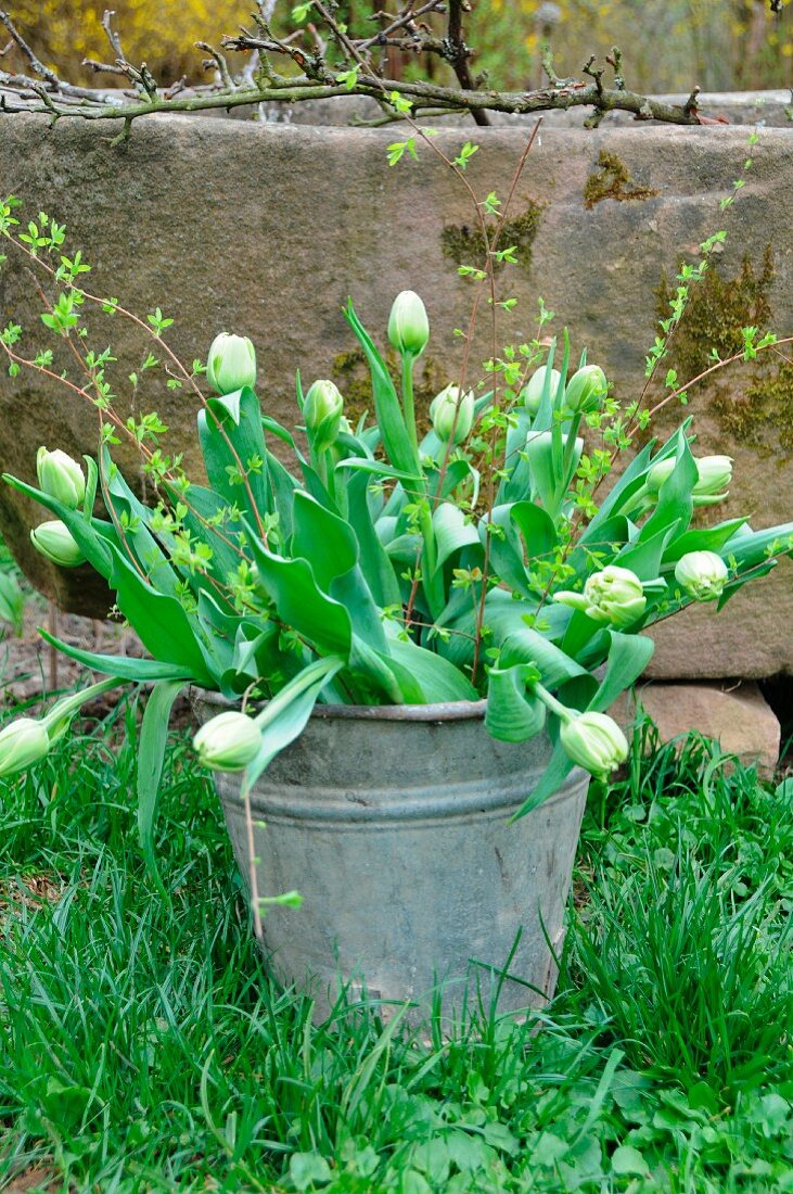 Weisser Tulpenstrauss in Zinkeimer vor altem Sandsteintrog im Garten