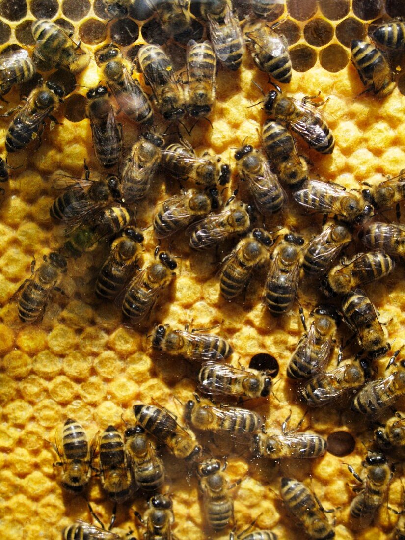 Bees on honeycomb (view from above)
