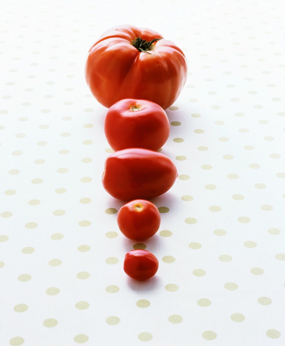 Various types of tomatoes in a row