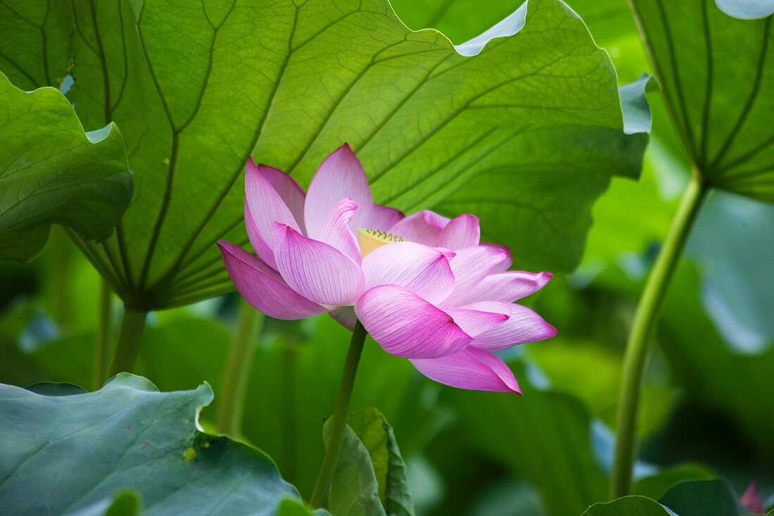 Lotus flower in front of leaves