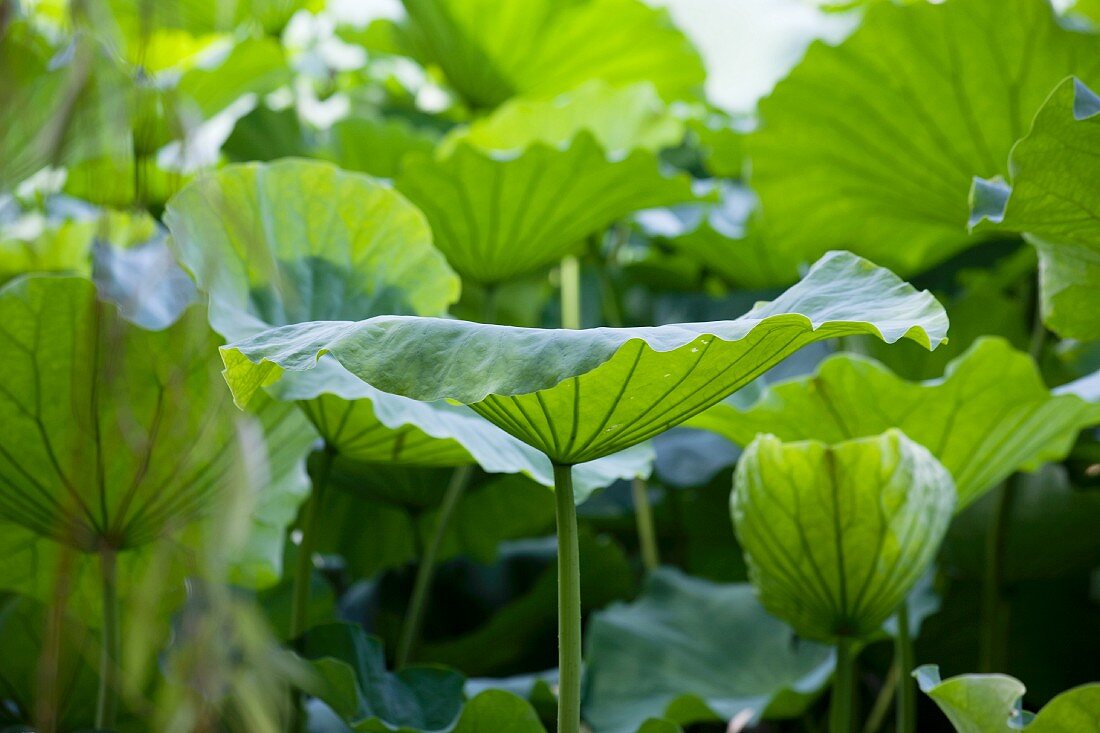 Many lotus leaves