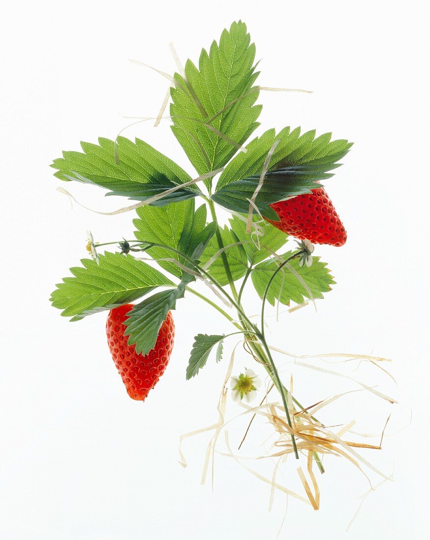 Strawberries against a white background