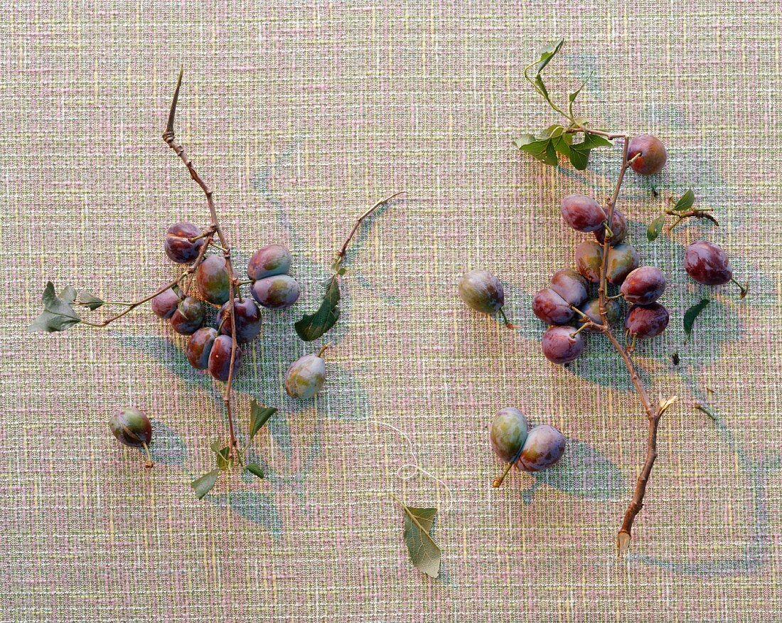 Two twigs of plums (view from above)