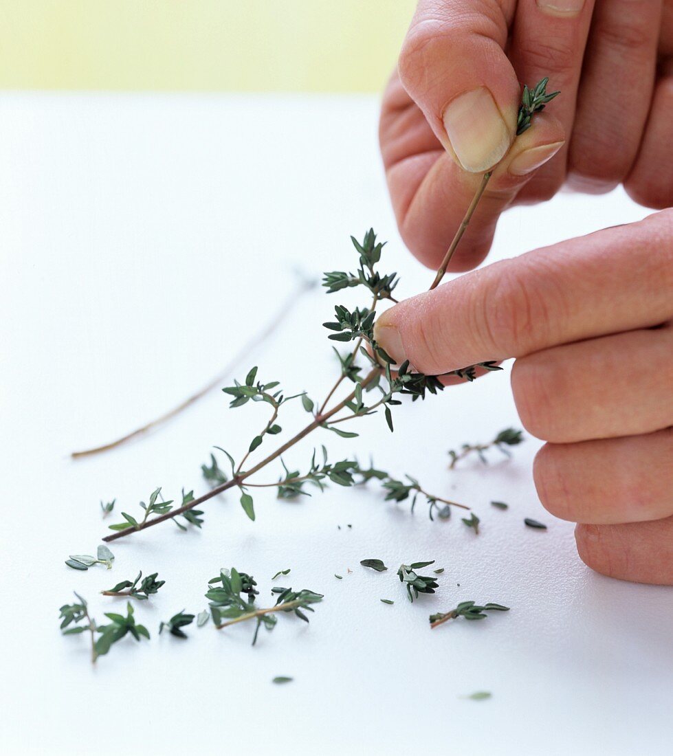 Thyme leaves being plucked off the stem
