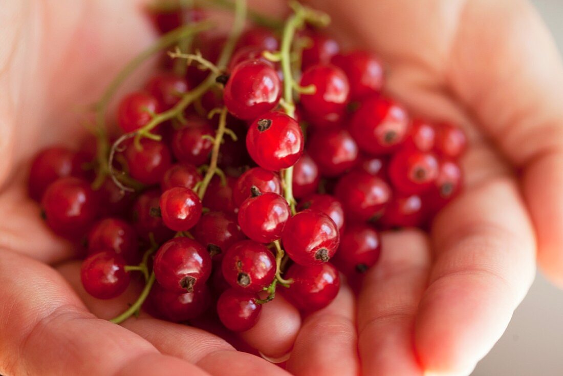 Hände halten rote Johannisbeeren