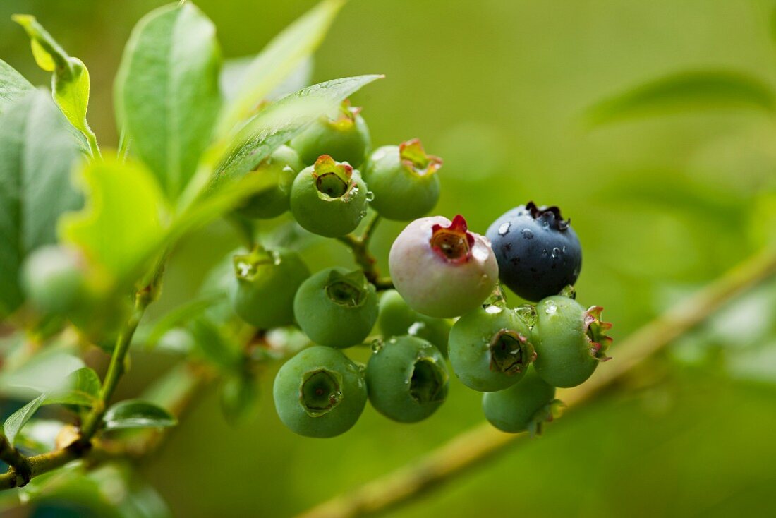 Unripe blueberries on the bush