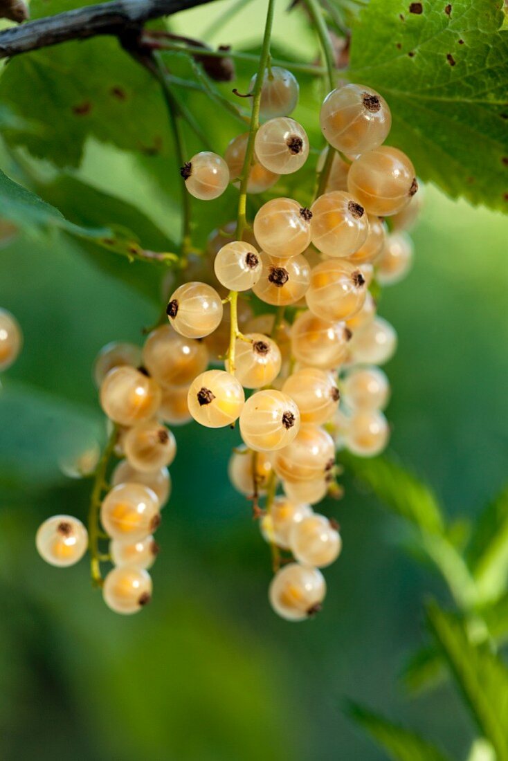 weiße Johannisbeeren am Strauch