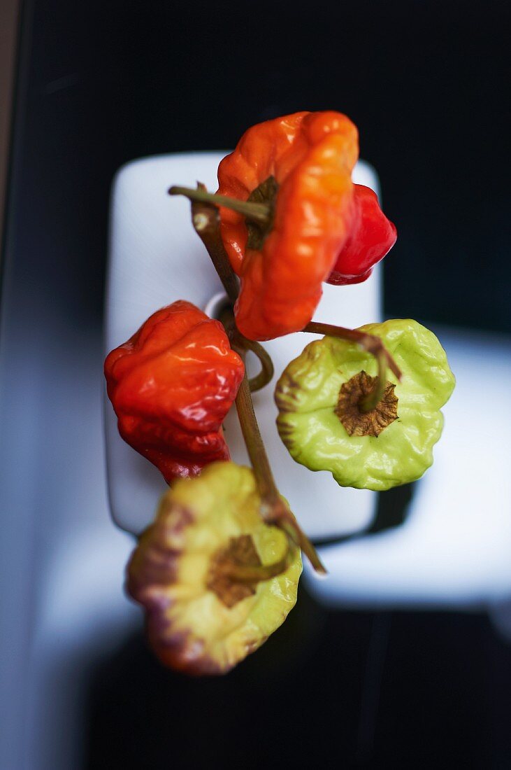 Chillies in a vase