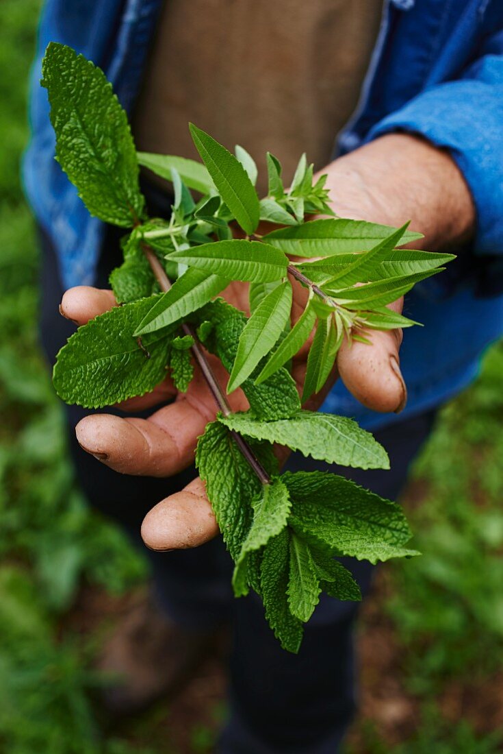 Mann hält Zitronenverbene und Minze im Garten