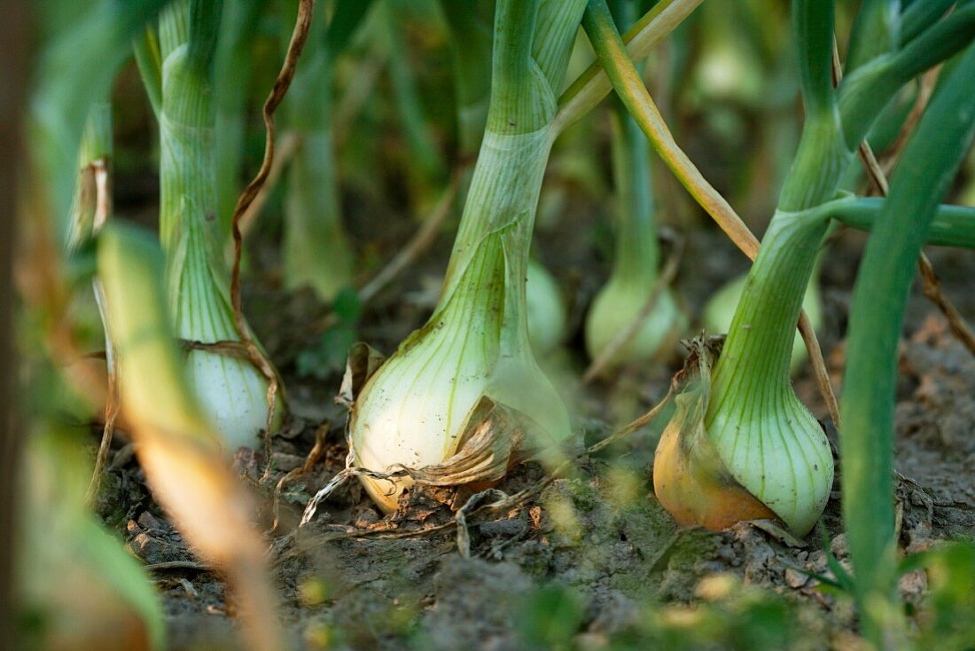 Onions growing in the garden