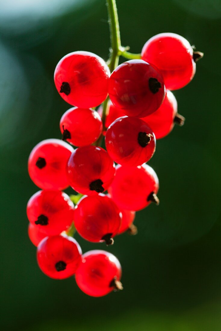 Redcurrants on the bush (close-up)