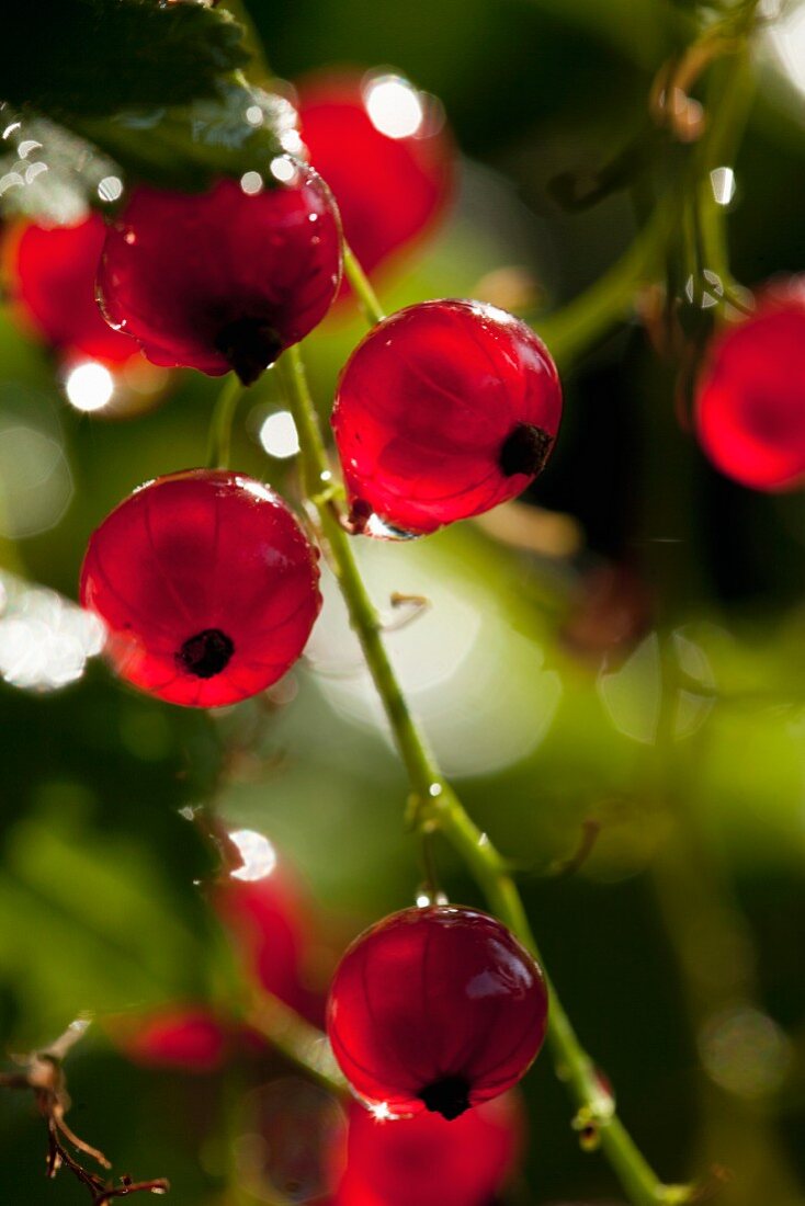 Rote Johannisbeeren am Strauch (Close Up)