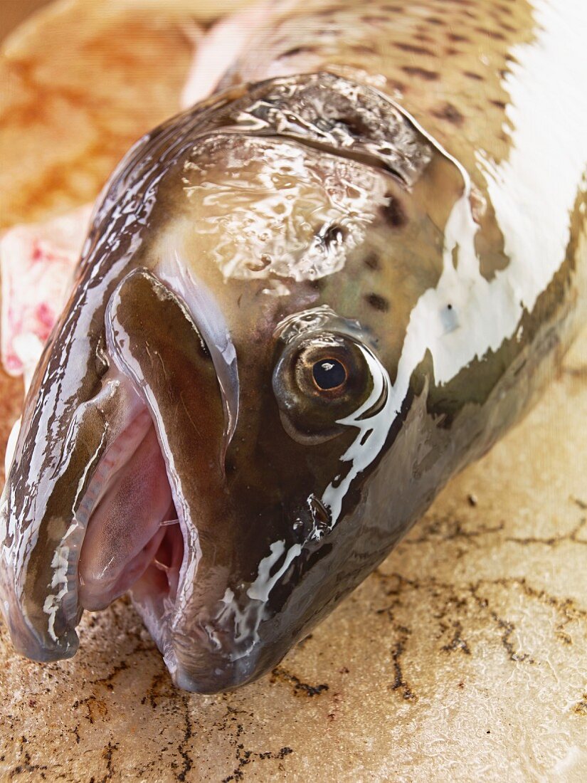 The head of a fresh trout