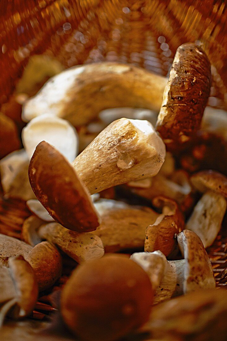 Fresh porcini mushrooms in a basket (close-up)