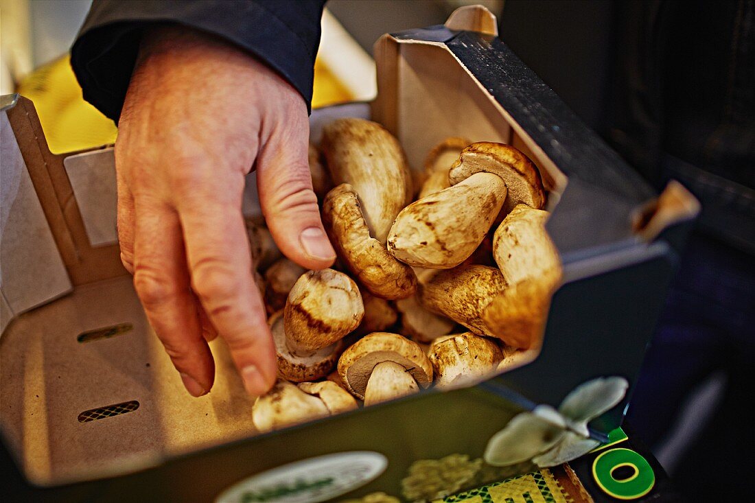 A man packing fresh porcini mushrooms in a crate