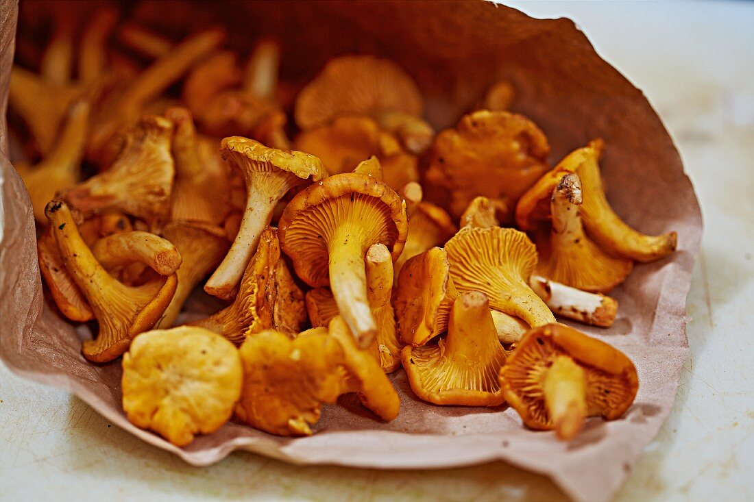 Fresh chanterelles in a brown paper bag