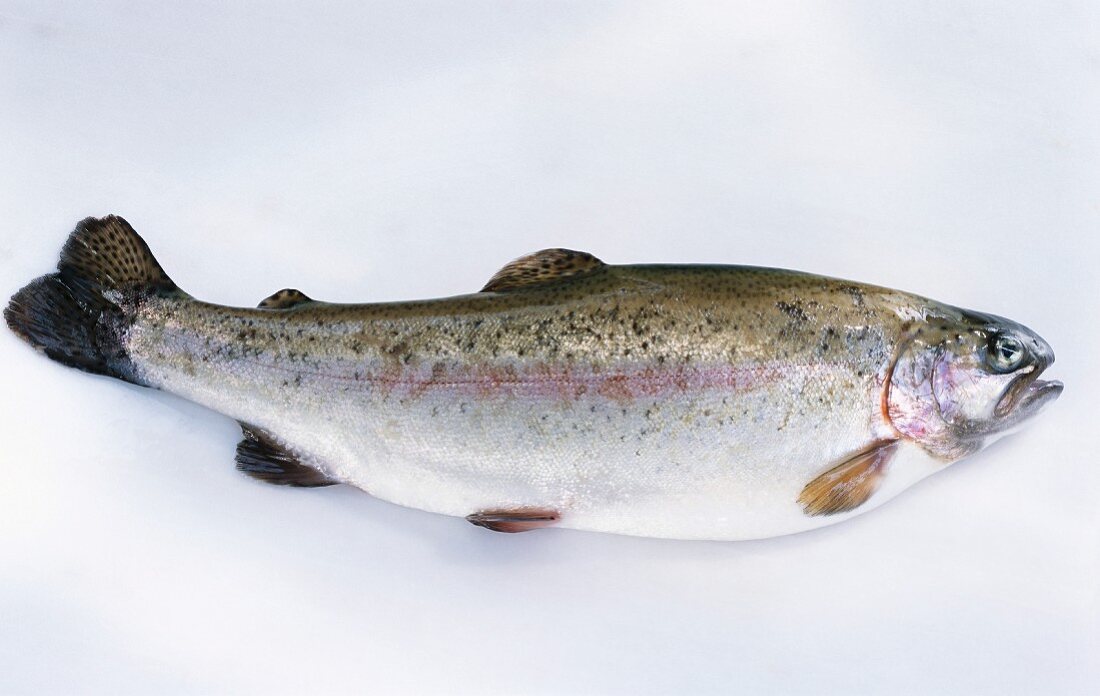 A fresh salmon trout