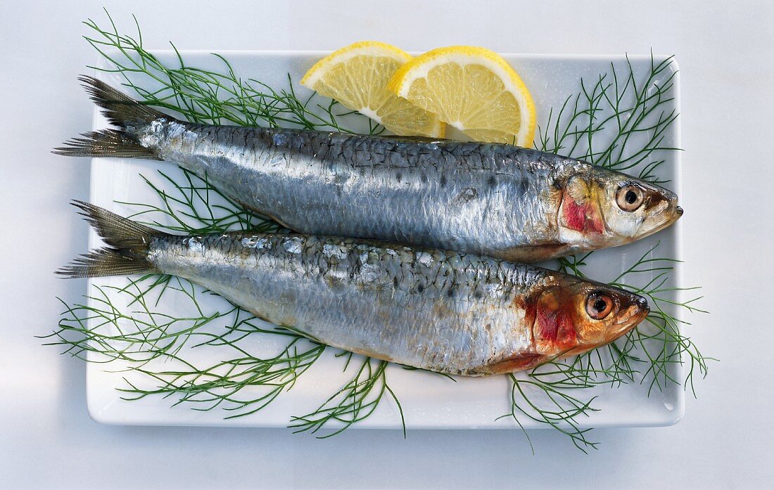 Zwei Sardinen in einer Schale mit Dill und Zitronenscheiben