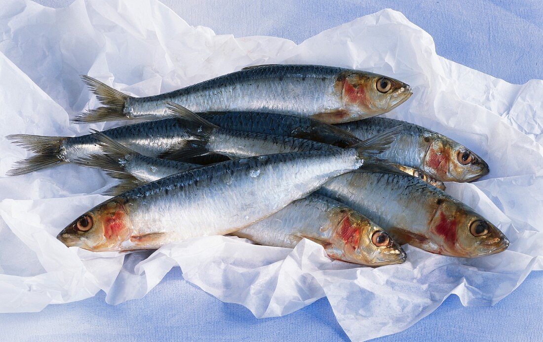 Five fresh sardines on paper