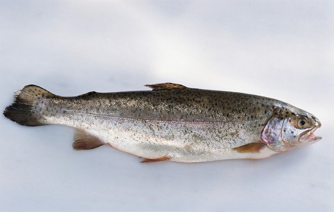 A fresh trout