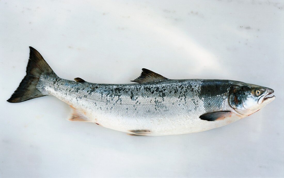 A whole salmon