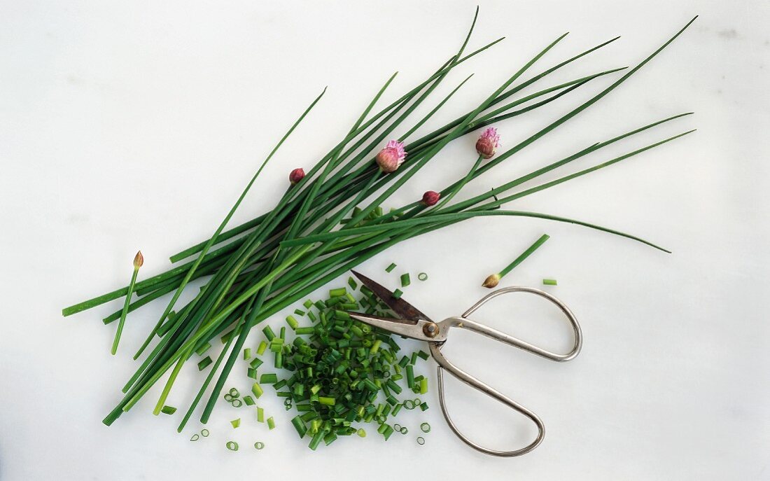 Fresh chives with chopped chives and scissors