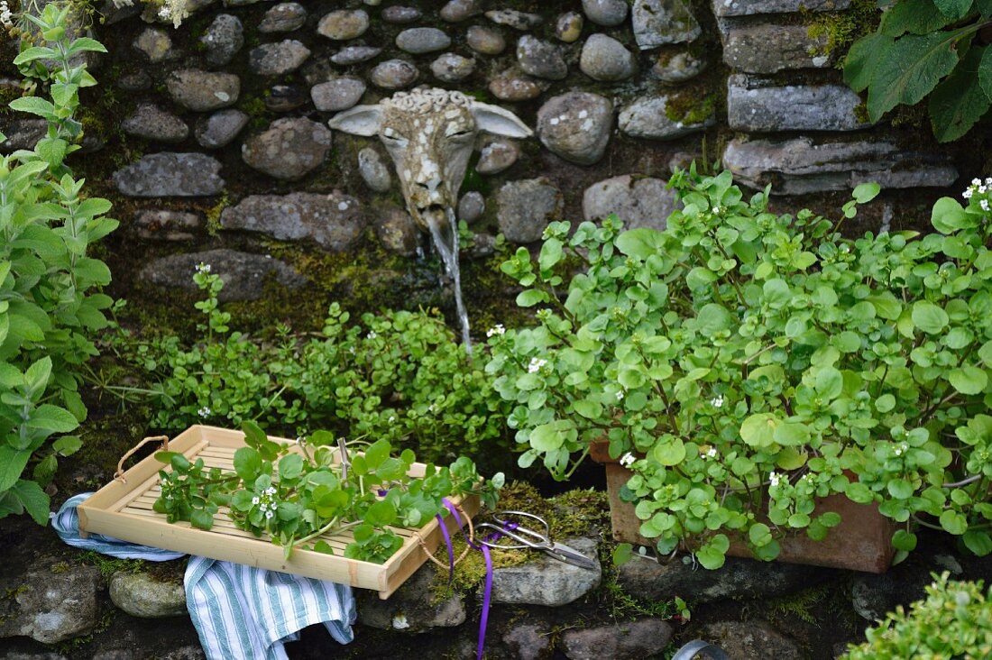 Watercress on a stone well in the garden