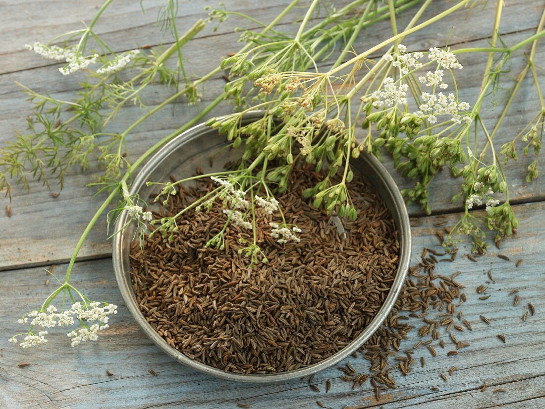 Caraway and caraway plants