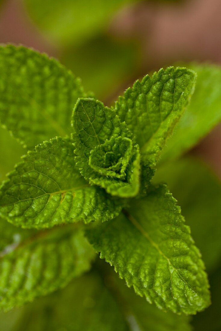 Fresh mint (close-up)