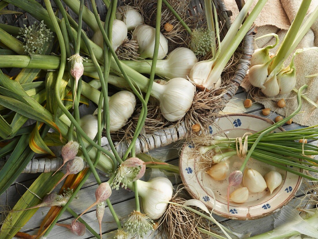 Elephant garlic in a basket
