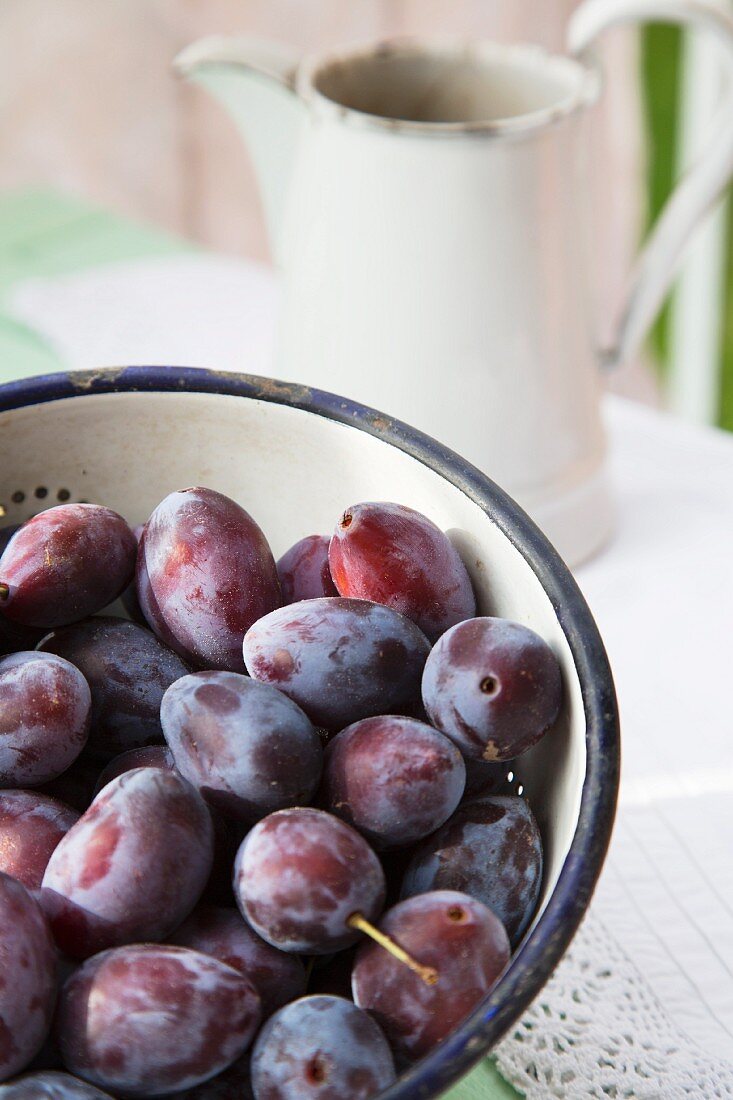 Plums in an enamel colander