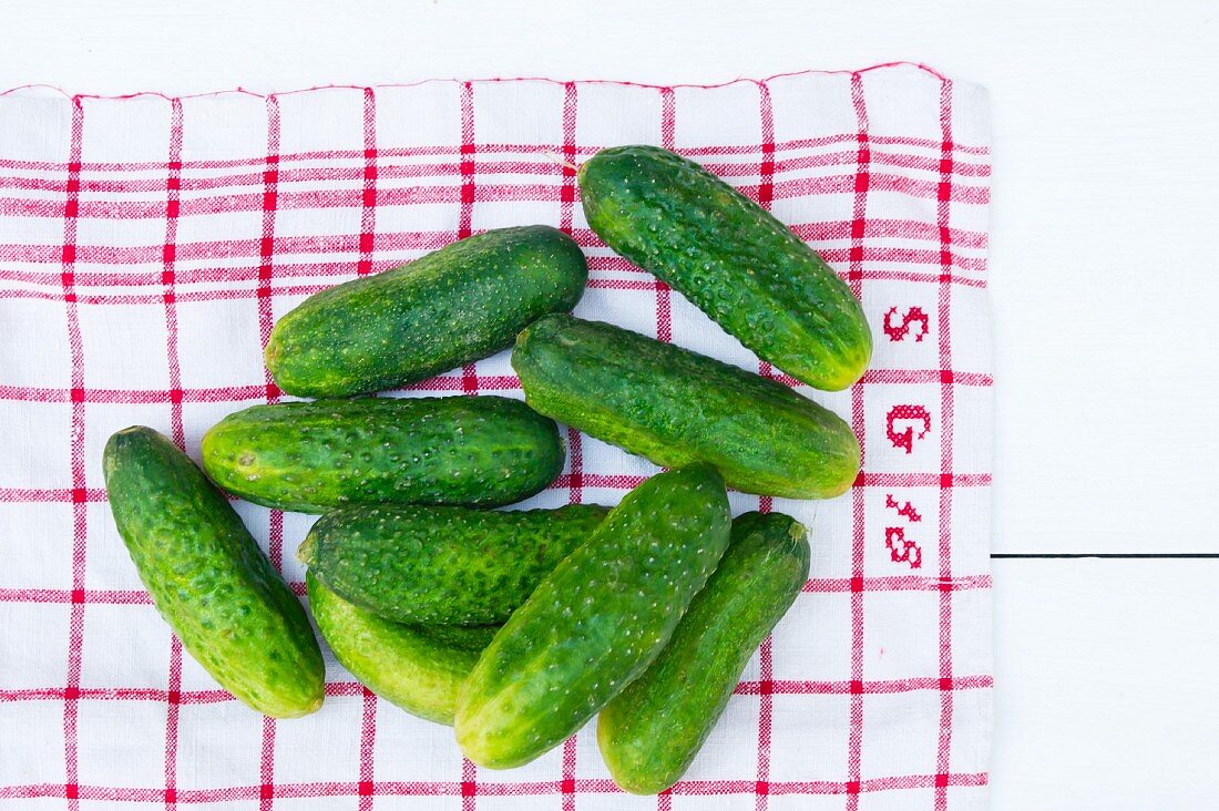 Fresh pickling cucumbers on a tea towel