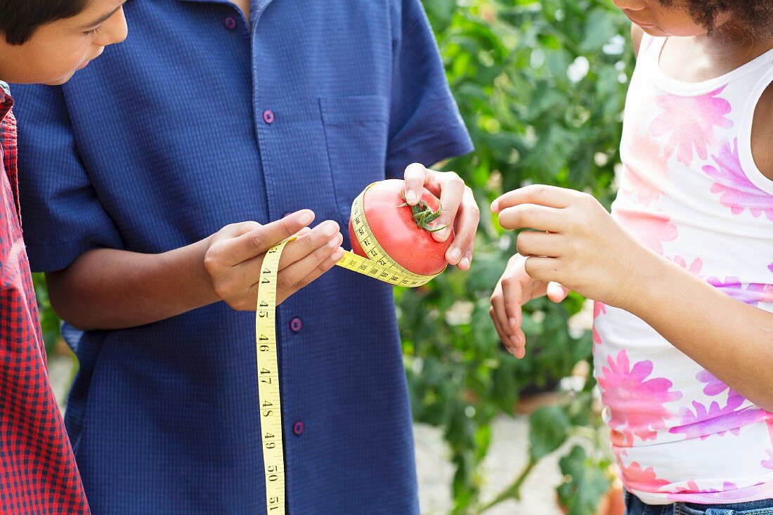 A woman using a measuring tape to measure the circumference of a tomato