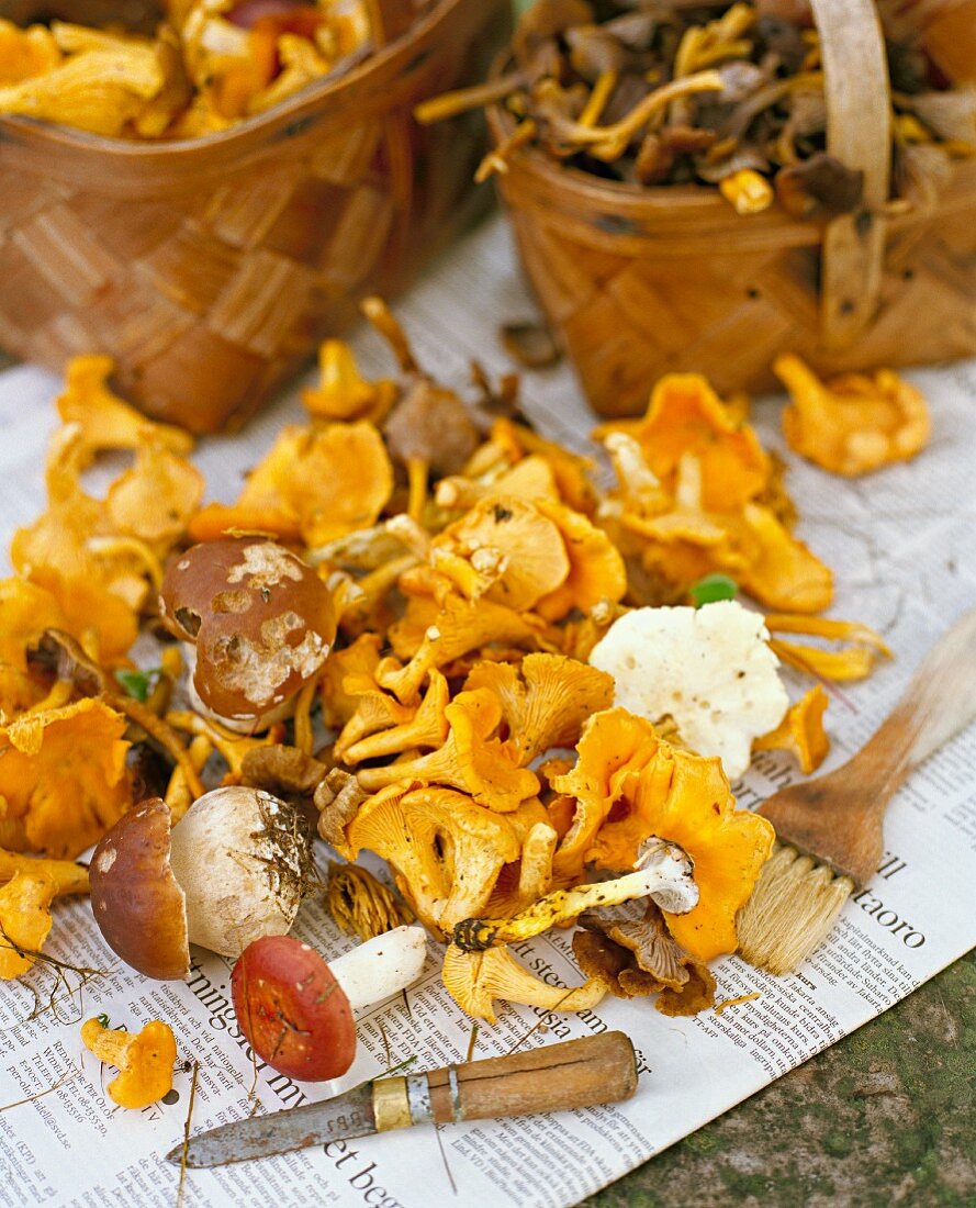 Assorted wild mushrooms with a knife and a brush on newspaper