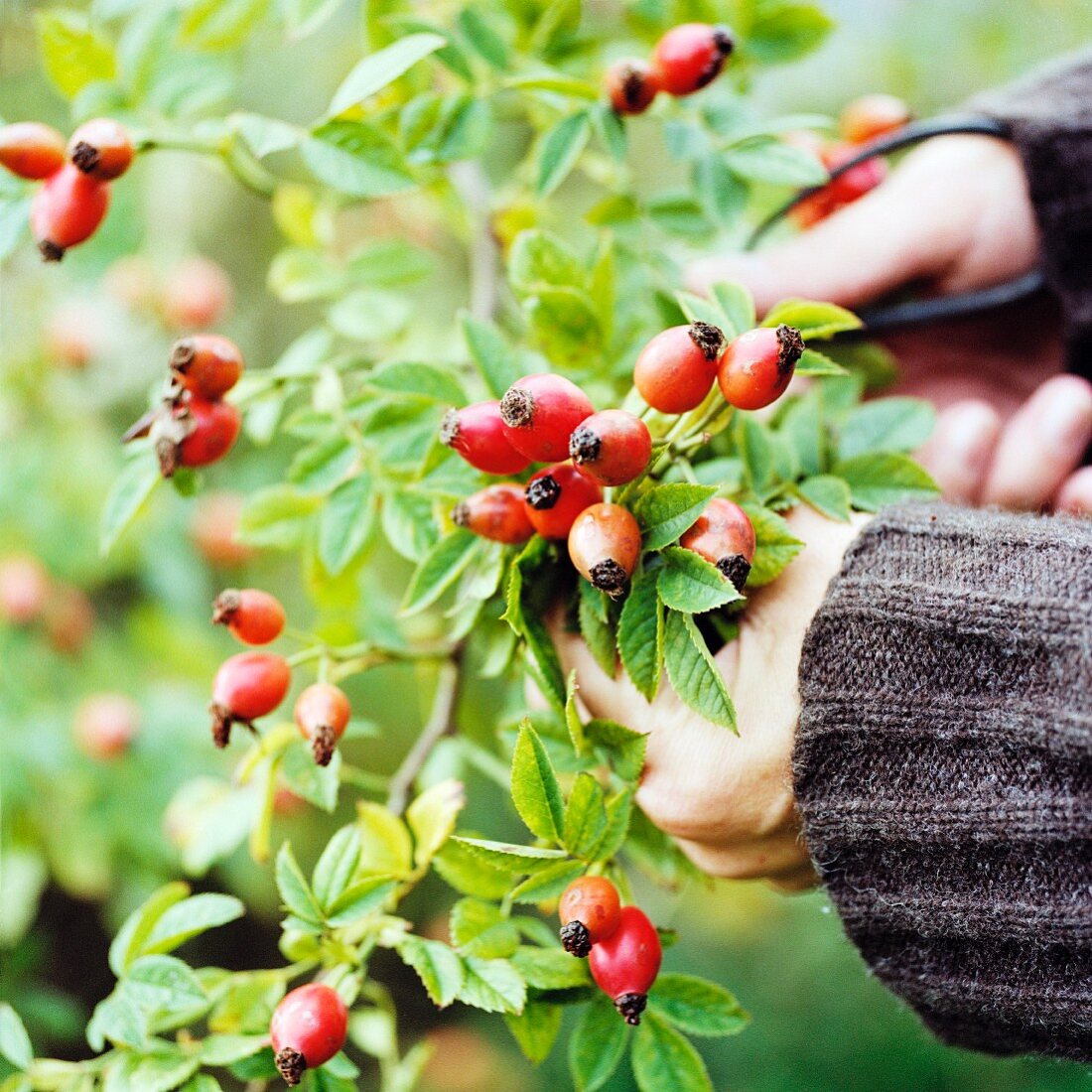 Hands cutting rose hips from the bush