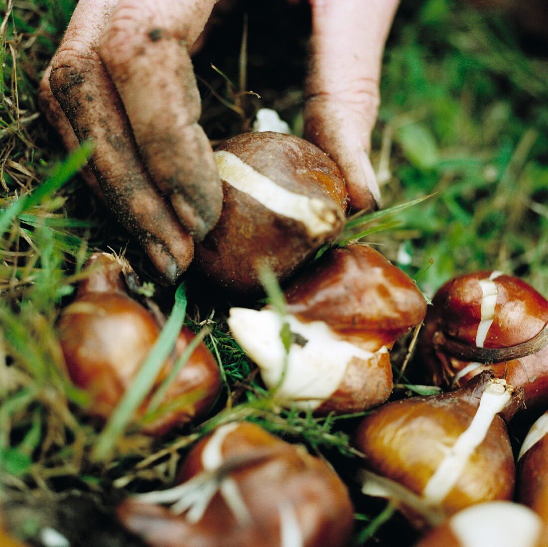 Hand pflanzt Lauchzwiebeln in die Erde