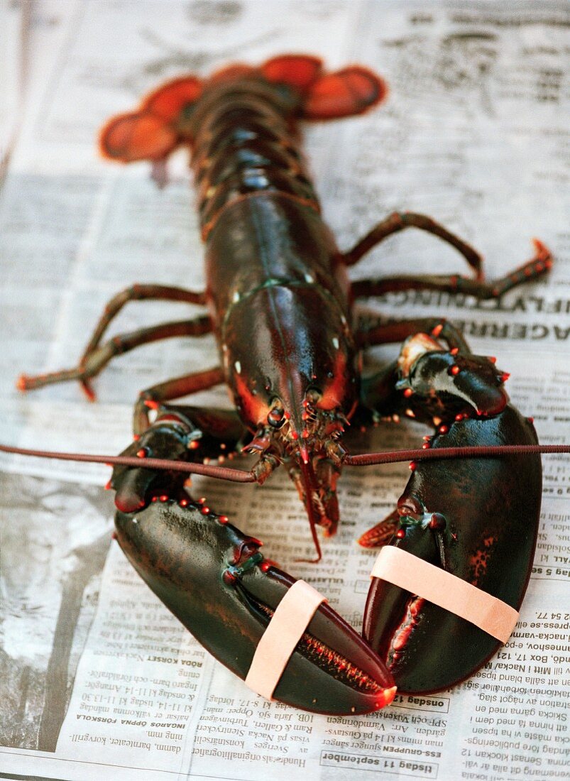 A fresh lobster on newspaper