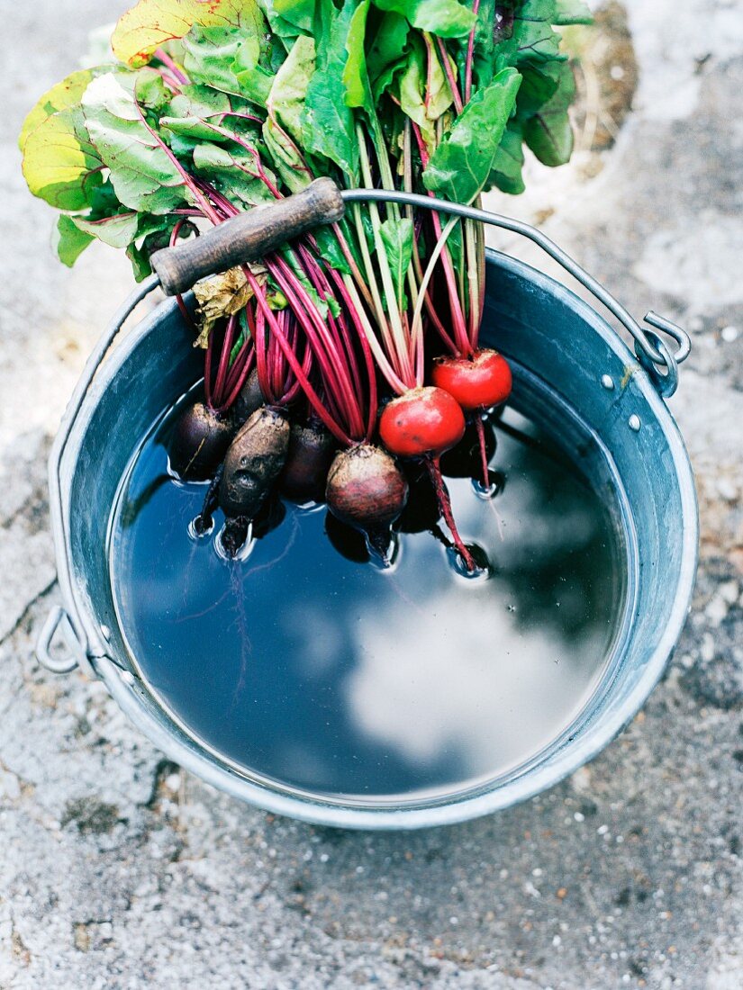 Beetroot in a bucket of water